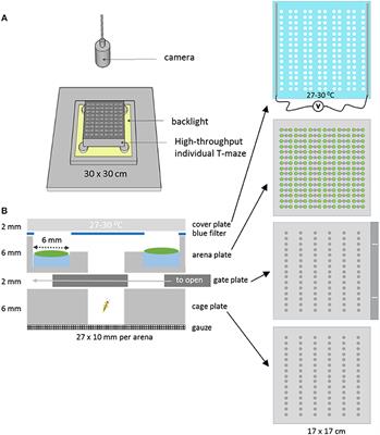 An Integrated System for the Automated Recording and Analysis of Insect Behavior in T-maze Arrays